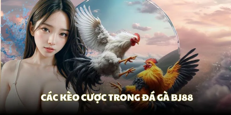 Kèo cược với tỷ lệ trả thưởng hấp dẫn tại đá gà BJ88