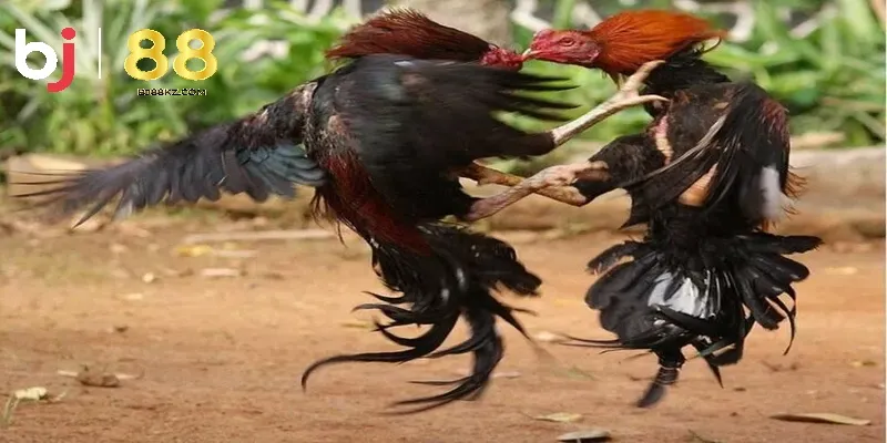 Ưu điểm vượt trội khi tham giá đá gà cựa sắt BJ88