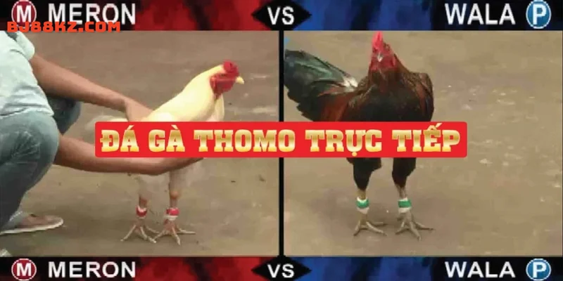 Đá gà trực tiếp c1 tham gia