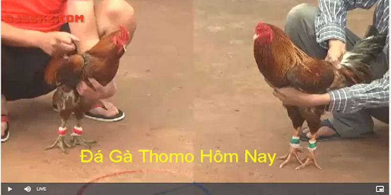 Đá gà trực tiếp c1 sứt hút đặc biệc