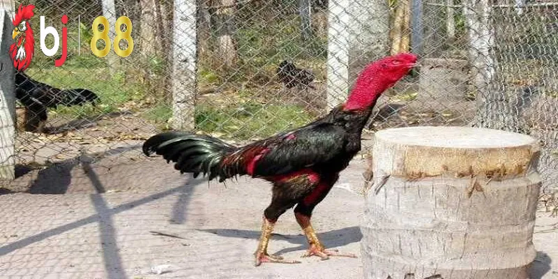 Tổng quan về đá gà đòn thomo tại BJ88